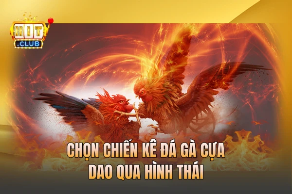 Chọn chiến kê đá gà cựa dao qua hình thái