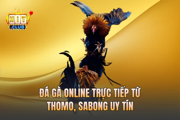 Đá gà online trực tiếp từ Thomo, Sabong uy tín