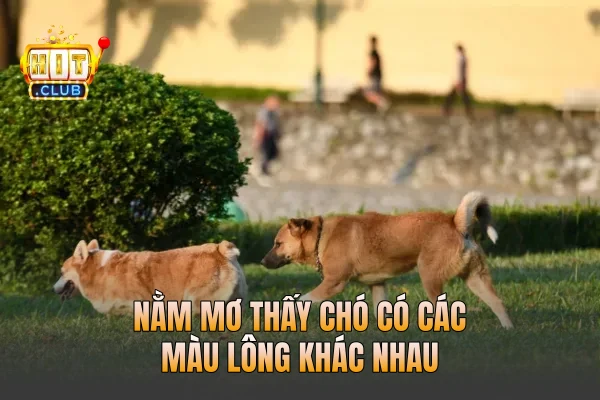 Nằm mơ thấy chó có các màu lông khác nhau