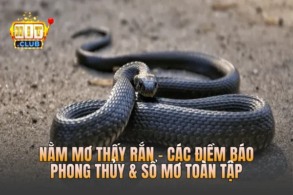 Nằm Mơ Thấy Rắn - Các Điềm Báo Phong Thủy & Sổ Mơ Toàn Tập