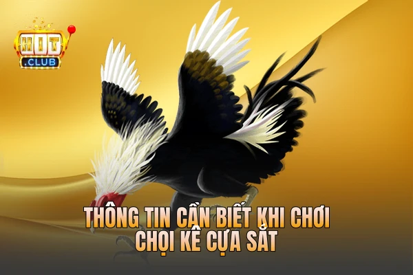 Thông tin cần biết khi chơi chọi kê cựa sắt